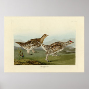 Vass jordskred - Audubon's Birds of America Poster