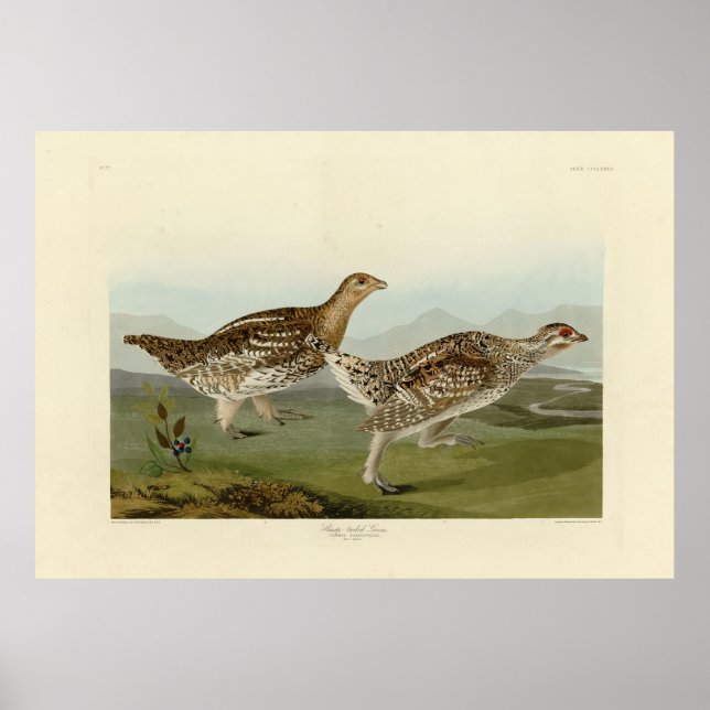 Vass jordskred - Audubon's Birds of America Poster (Framsidan)
