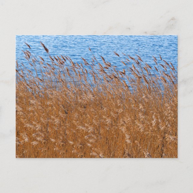 Vass Postkort Vykort (Framsida)