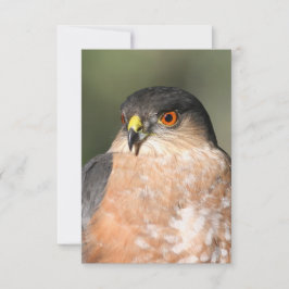 Vass Shinned Hawk Blank Notecard OSA Kort