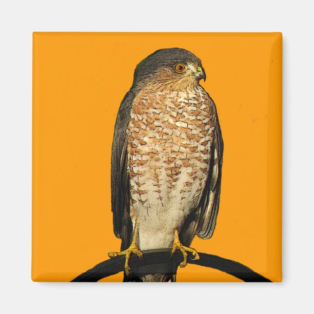 Vass-Shinned Hawk Magnet (Framsidan)