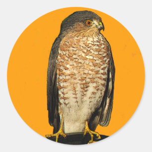 Vass-Shinned Hawk Runt Klistermärke
