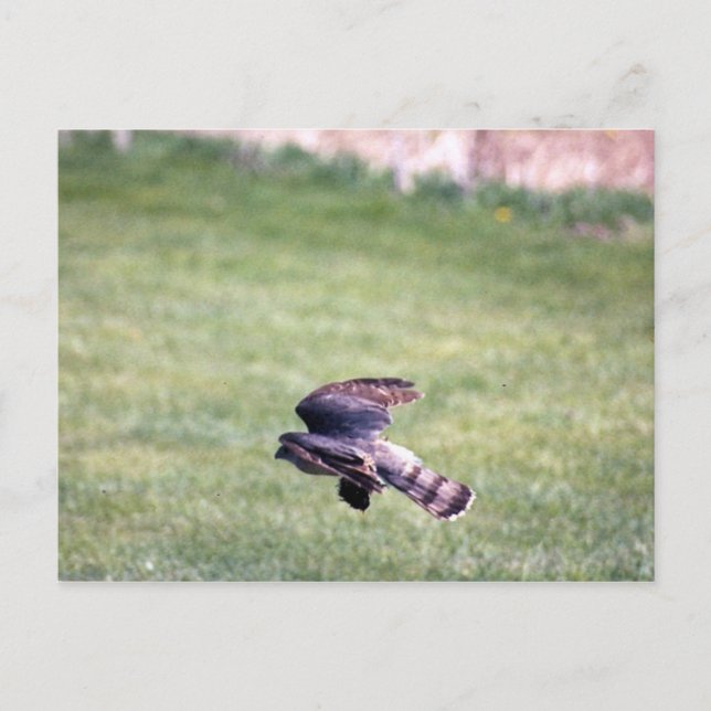 Vass-Shinned Hawk under flygning Vykort (Framsida)