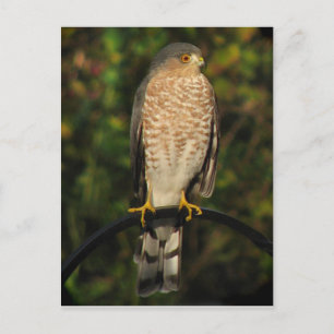 Vass-Shinned Hawk Vykort