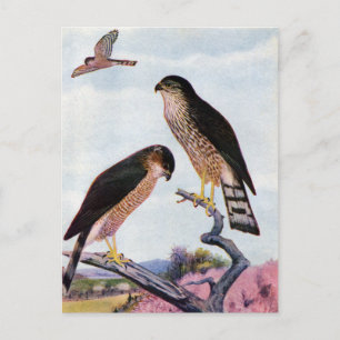 Vassa Hawks Vykort