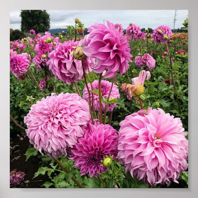 Vassio Meggos Dahlia Poster (Framsidan)