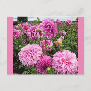 Vassio Meggos Dahlia Vykort