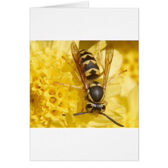 Vasslor Hälsningskort (Framsidan)