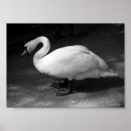 Vassss Poster