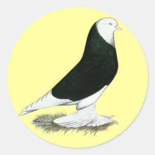 Väster Black Bald Pigeon Runt Klistermärke