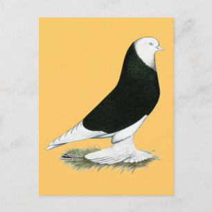 Väster Black Bald Pigeon Vykort