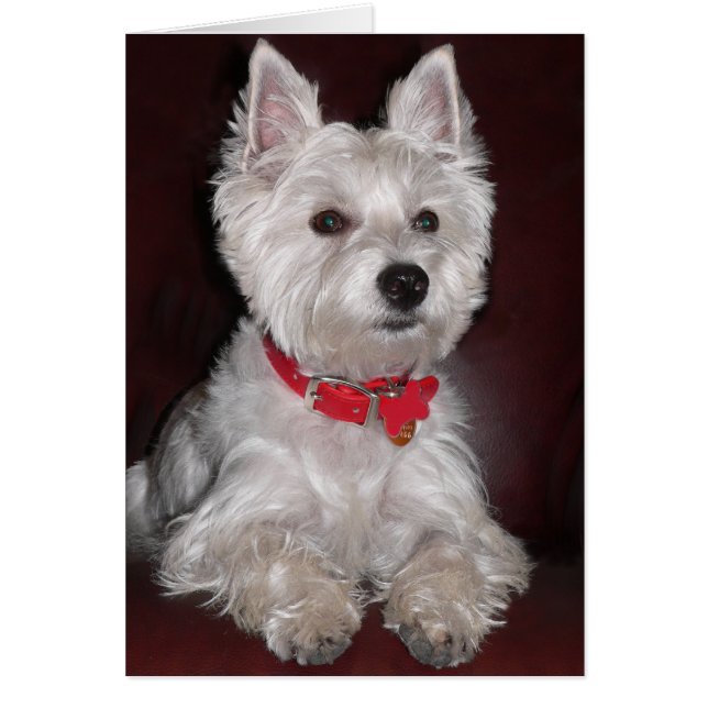Väster Highland Terrier Hälsningskort (Framsidan)