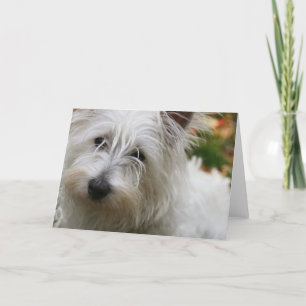 Väster Highland Terrier-hälsningskort Kort