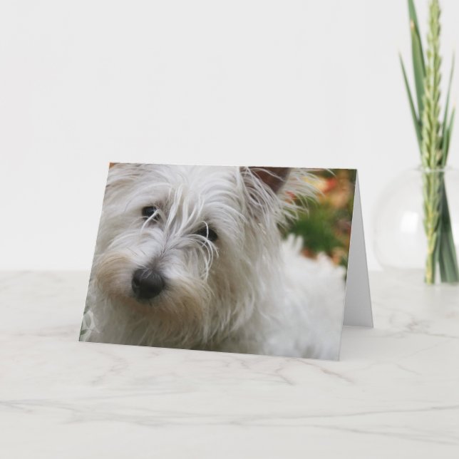 Väster Highland Terrier-hälsningskort Kort (Framsida)