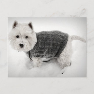 Väster Highland Terrier i Sweater i Snö Vykort