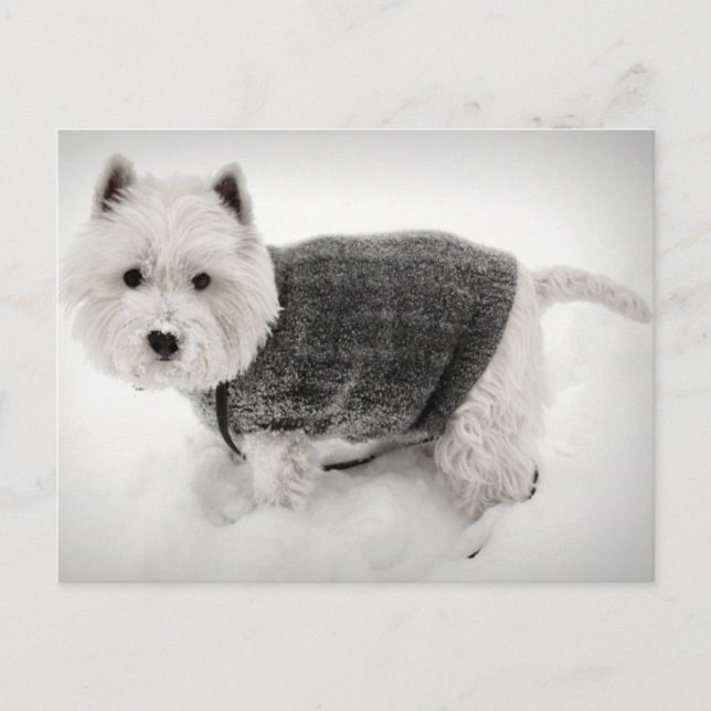 Väster Highland Terrier i Sweater i Snö Vykort (Framsida)