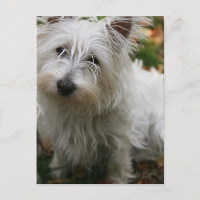 Väster Highland Terrier Postcard Vykort (Framsida)