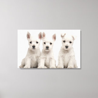 Väster Highland Terrier puppies (7 veckor gammal) Canvastryck