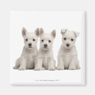 Väster Highland Terrier puppies (7 veckor gammal) Magnet