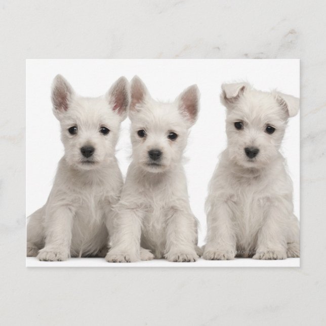 Väster Highland Terrier puppies (7 veckor gammal) Vykort (Framsida)