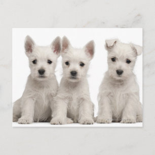 Väster Highland Terrier puppies (7 veckor gammal) Vykort