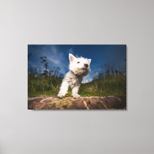 Väster Highland Terrier Puppy Canvastryck