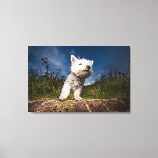 Väster Highland Terrier Puppy Canvastryck (Framsida)