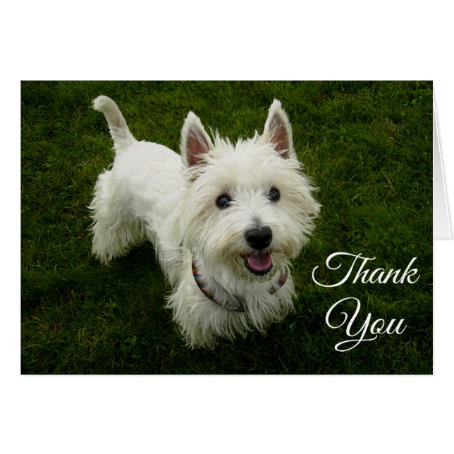 Väster Highland Terrier Puppy Hund Blank Greetting OBS Kort (Framsidan Horizontal)