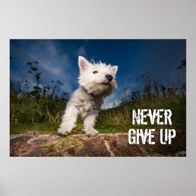 Väster Highland Terrier Puppy Poster (Framsidan)