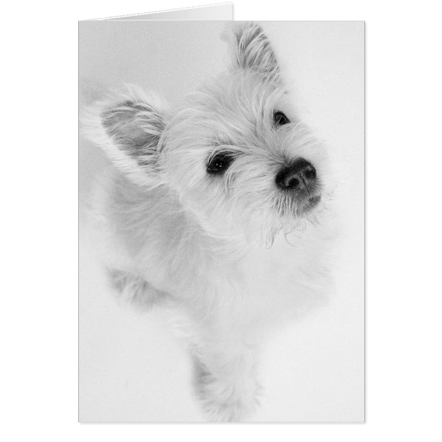 Väster Highland Terrier Valp Hälsningskort (Framsidan)