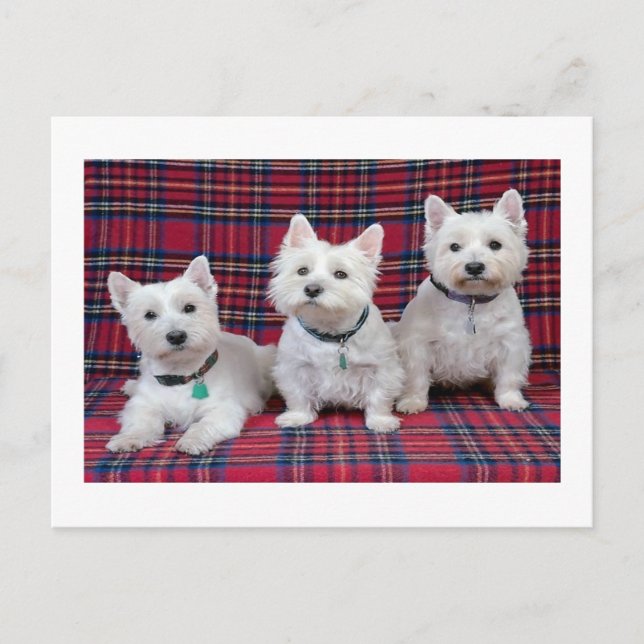 Väster Highland Terrier Vykort (Framsida)