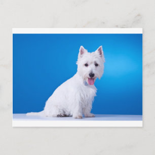 Väster Highland White Puppy Hund Vykort