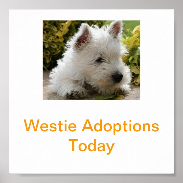 Väster Highland White Terrier Adoption Today Signs Poster (Framsidan)