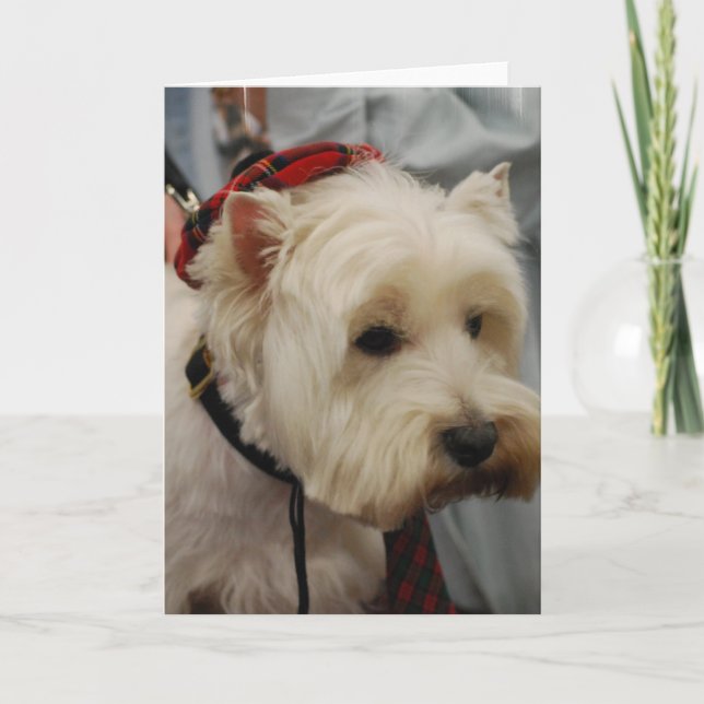 Väster Highland White Terrier Greeting Cards Kort (Framsida)