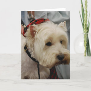 Väster Highland White Terrier Greeting Cards Kort