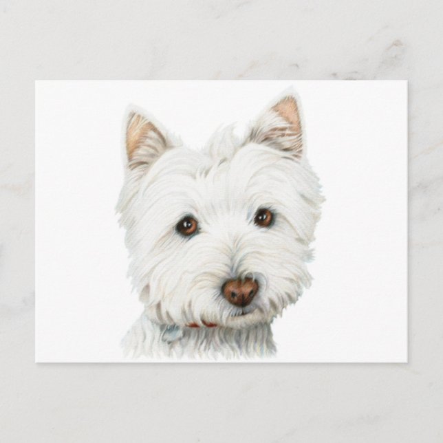 Väster Highland White Terrier Hund Vykort (Framsida)