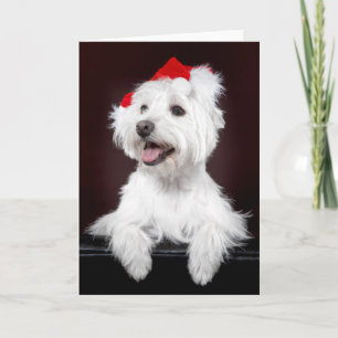 Väster Highland White Terrier-julkort Helgkort