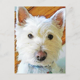 Väster Highland White Terrier Tittar dig Vykort