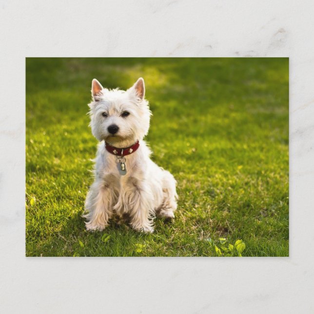 Väster Highland White Terrier Vykort (Framsida)