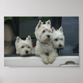 Väster Highland White Terriers Poster