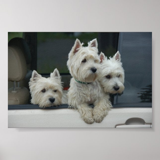 Väster Highland White Terriers Poster (Framsidan)