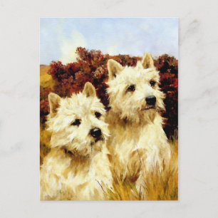 Väster Highland White Terriers - Wardle Vykort