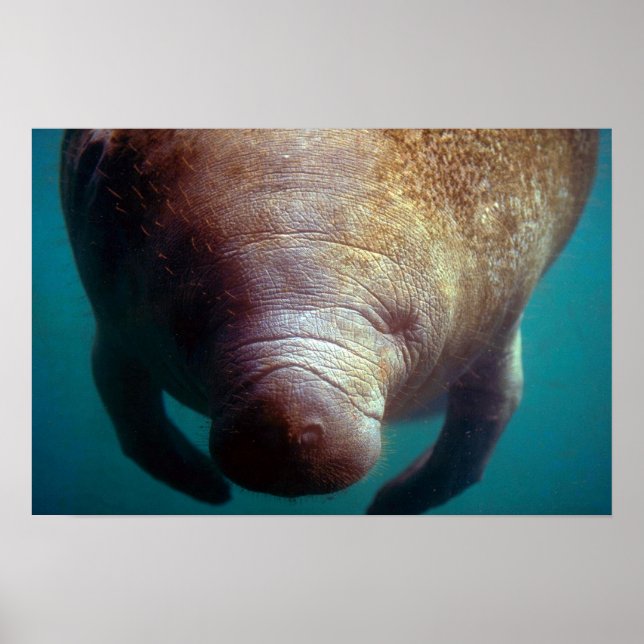 Väster indisk (Florida) Manatee-underwater Poster (Framsidan)