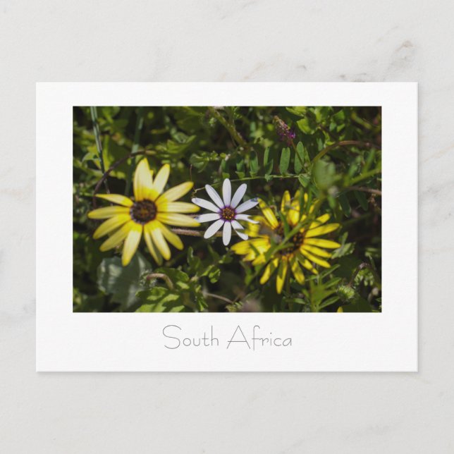 Väster Kusten Aurora Vild Flowers South Afrika SA Vykort (Framsida)