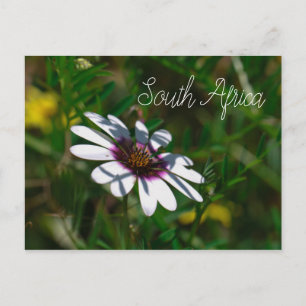 Väster Kusten Vild Flowers South Afrika SA Vykort