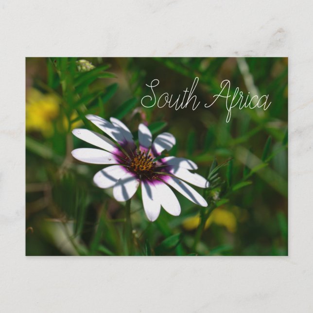 Väster Kusten Vild Flowers South Afrika SA Vykort (Framsida)