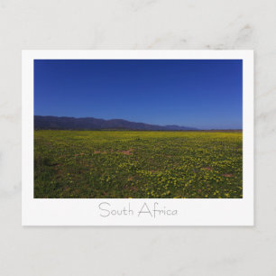 Väster Kusten Vild Flowers South Afrika SA Vykort