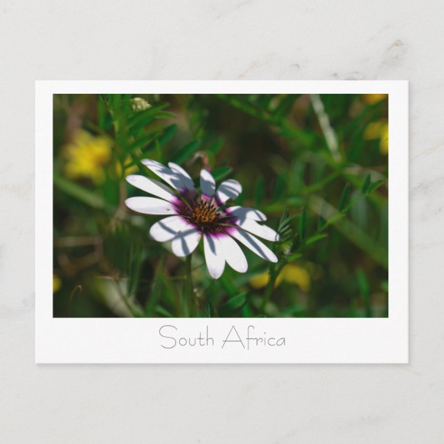 Väster Kusten Vild Flowers South Afrika SA Vykort (Framsida)