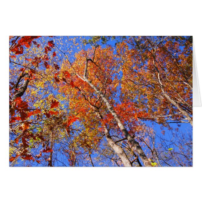 Väster Mt. Hösten Hett Vår nationalparksgåvor Hälsningskort (Framsidan Horizontal)