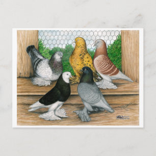 Väster of England Tumbler Pigeons Vykort